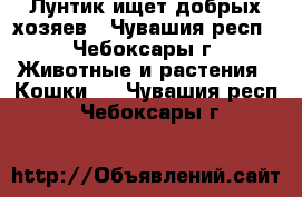 Лунтик ищет добрых хозяев - Чувашия респ., Чебоксары г. Животные и растения » Кошки   . Чувашия респ.,Чебоксары г.